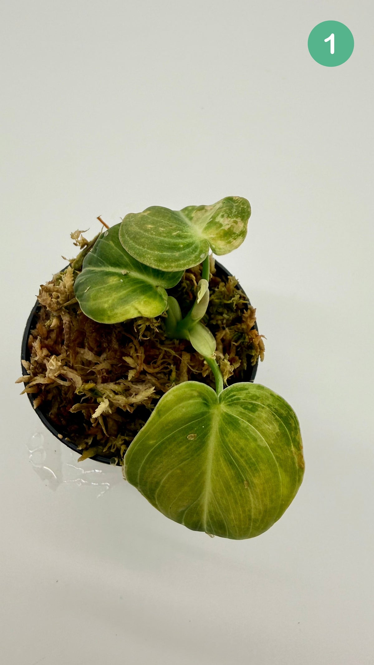 Philodendron Melanochrysum Orange/Pink Variegata