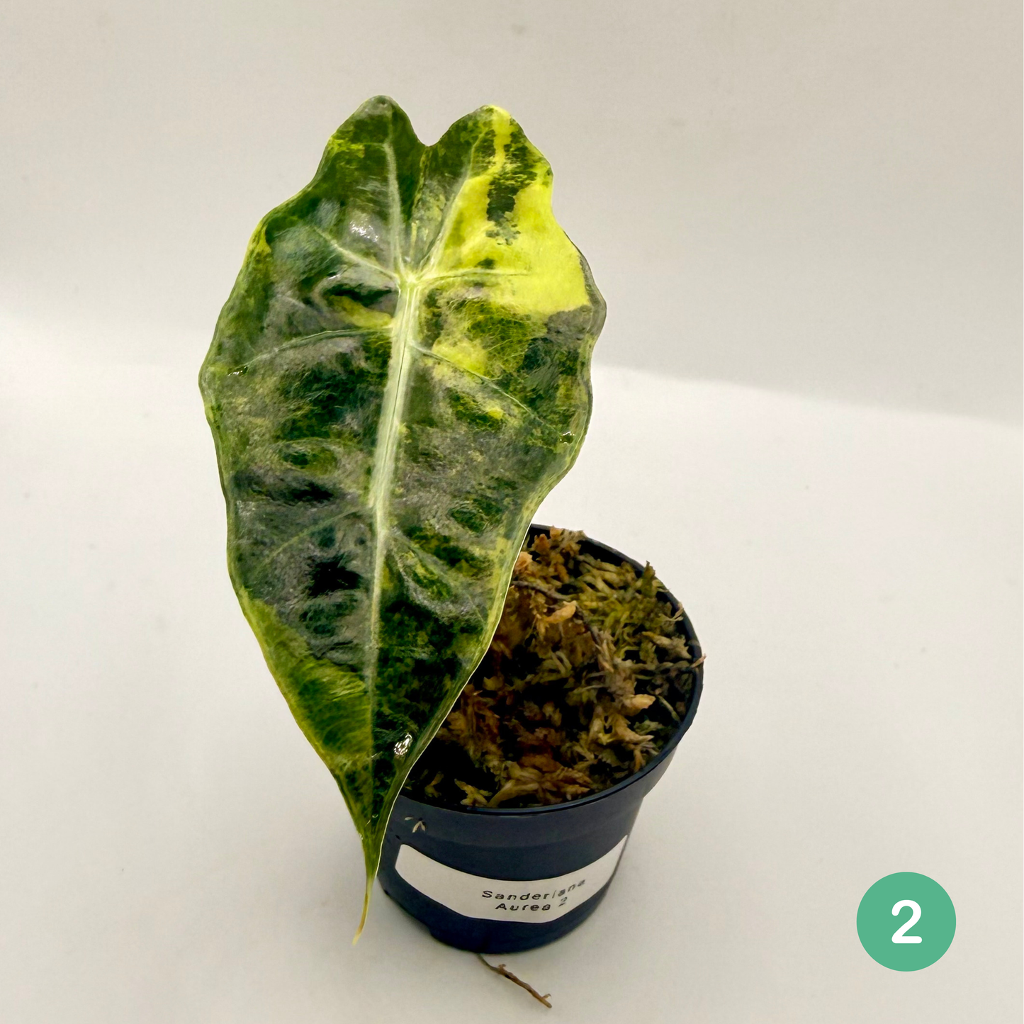 Alocasia Sanderiana Bull Aurea Variegata