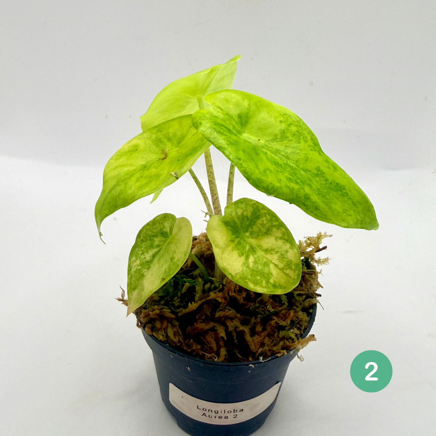 Alocasia Longiloba Aurea Variegata
