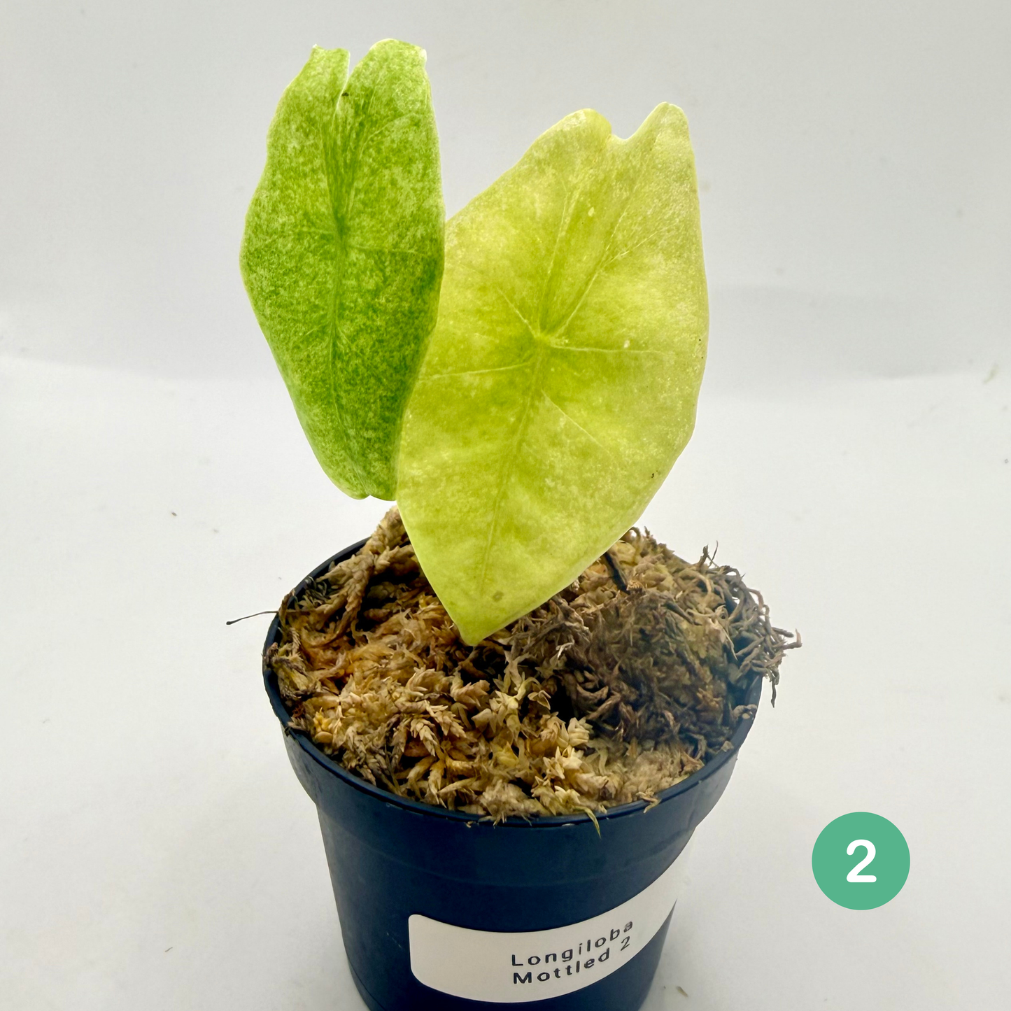Alocasia Longiloba Mottled Variegata