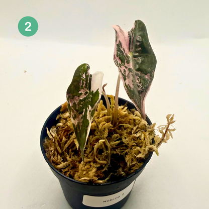 Alocasia Sanderiana Nobilis Pink Variegata