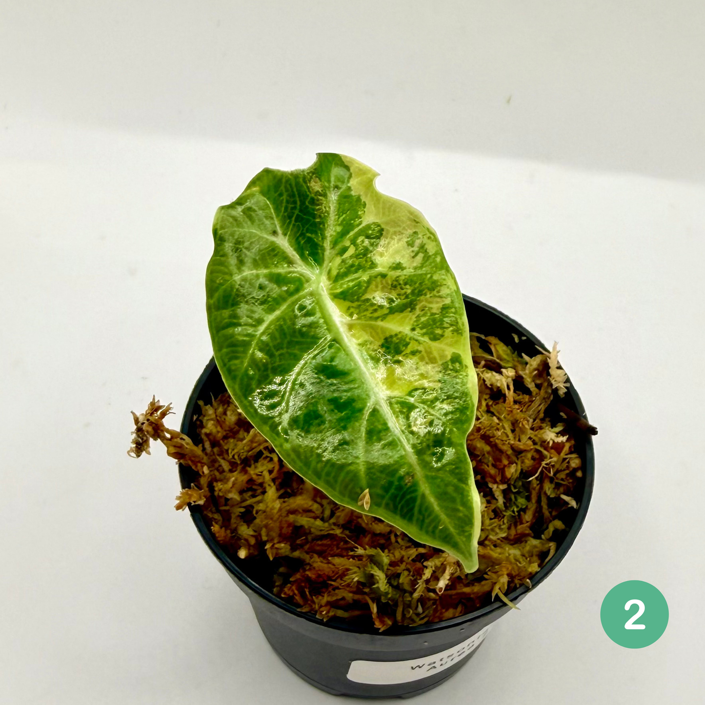 Alocasia Watsoniana Aurea Variegata