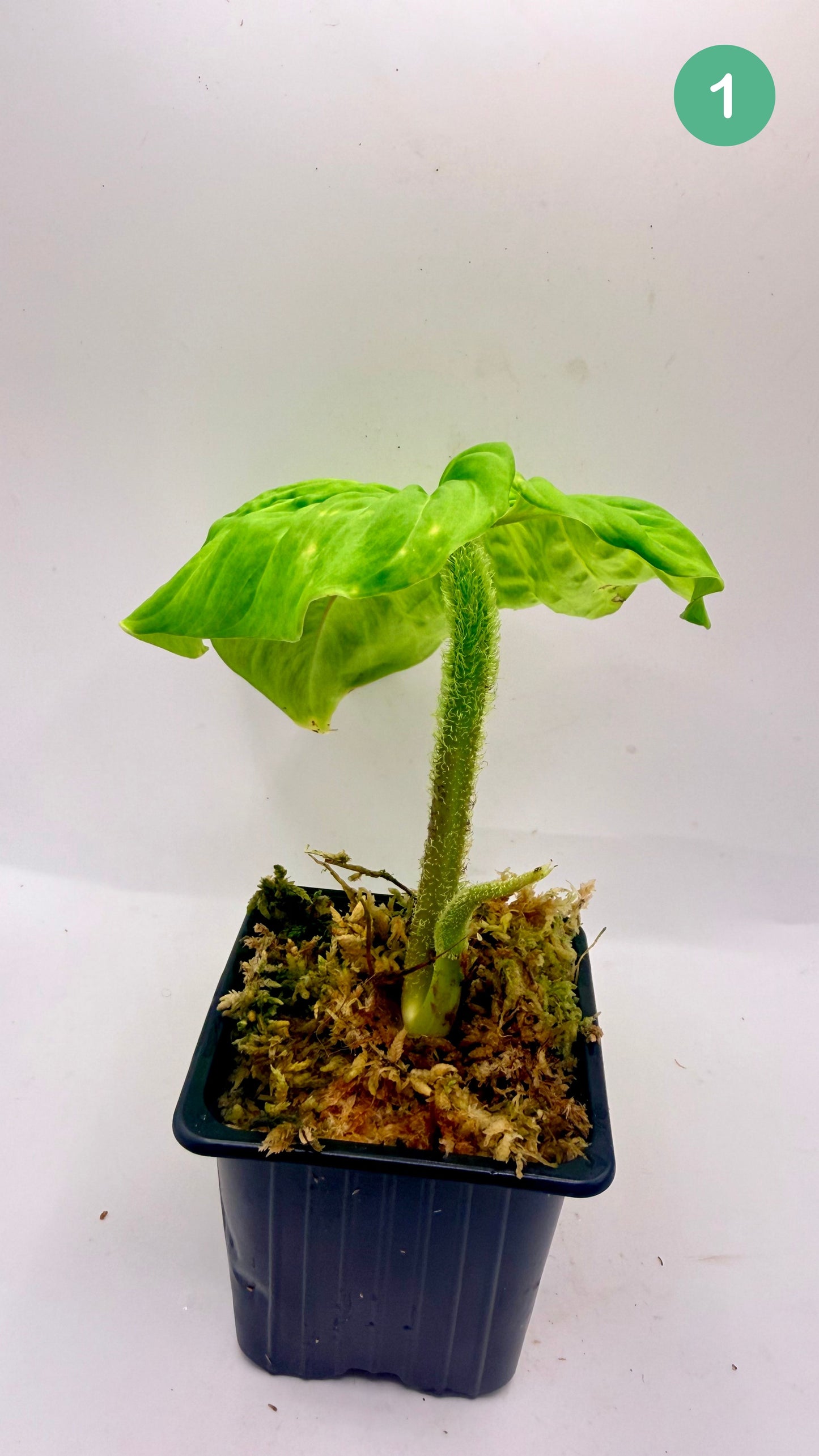 Philodendron Titanium (Serpens x Verrucosum)