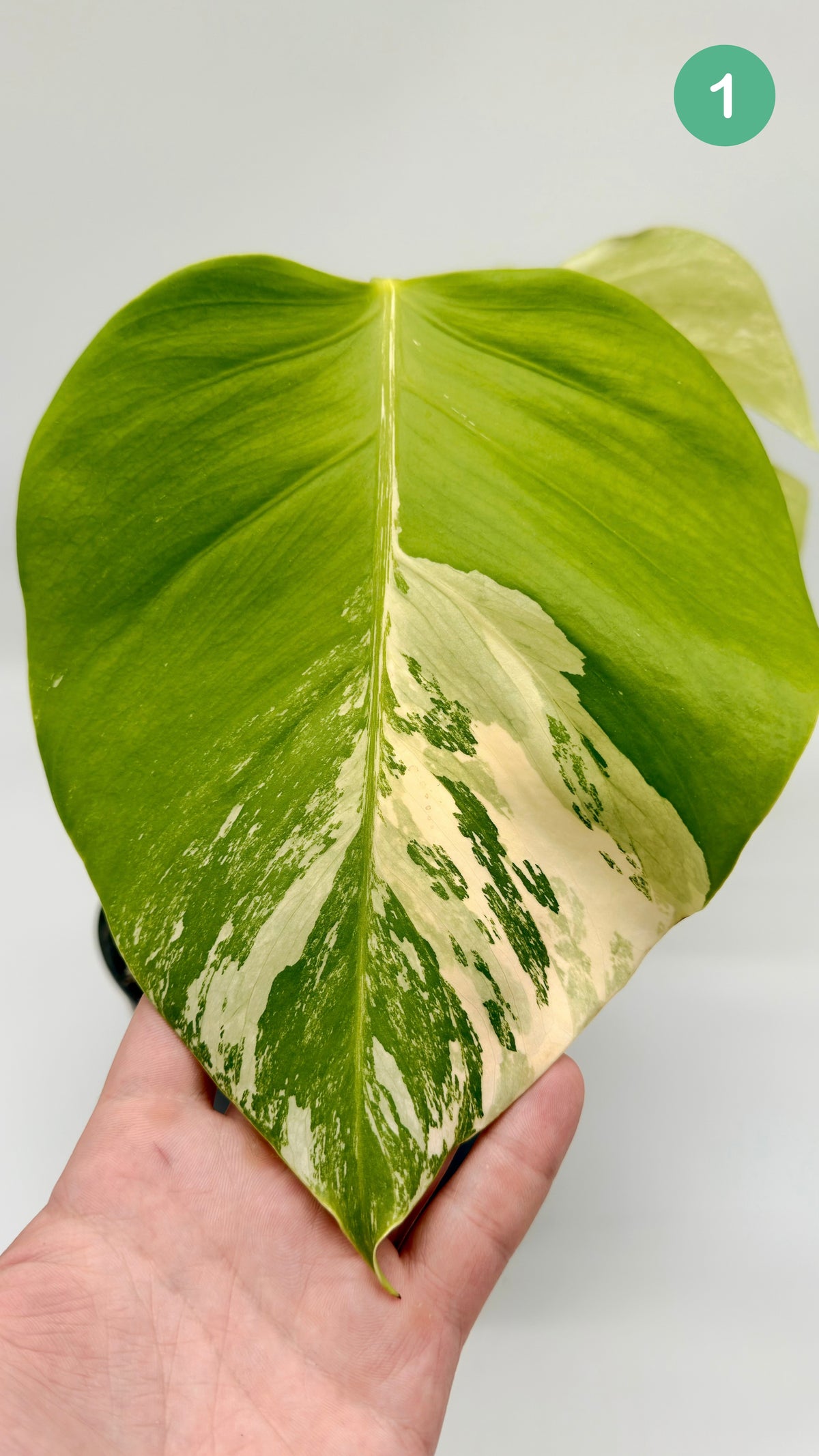 Monstera Deliciosa Variegated - Large Form