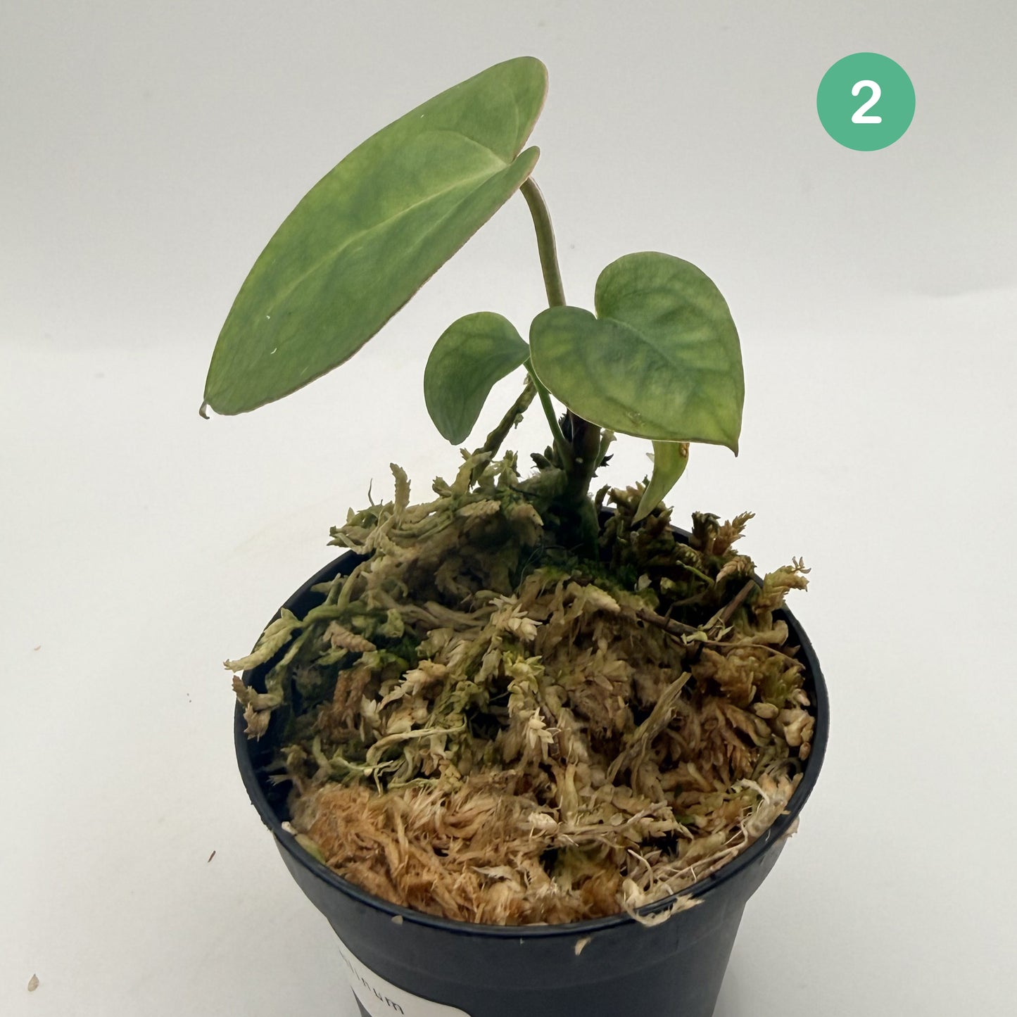 Anthurium Red Crystallinum