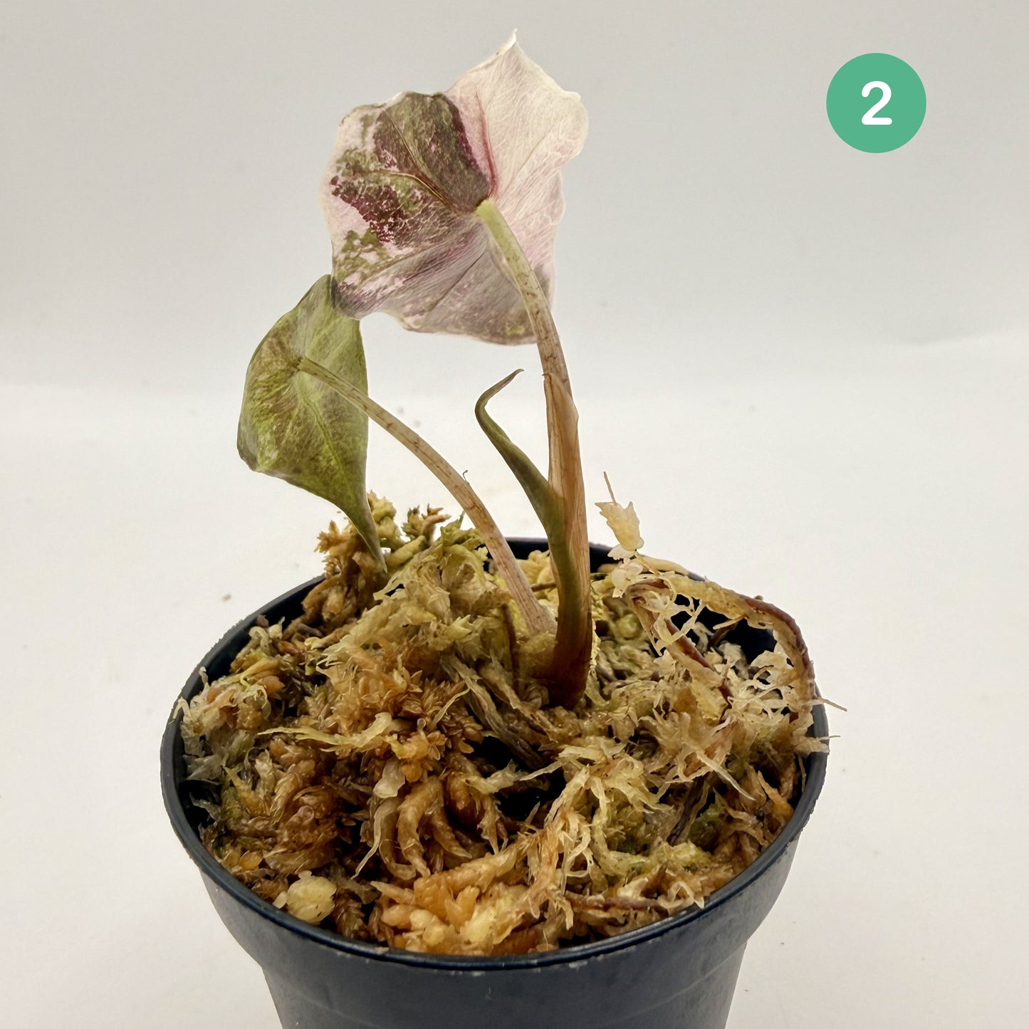 Alocasia Polly Snowflake Pink/Albo Variegata