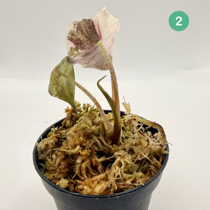 Alocasia Polly Snowflake Pink/Albo Variegata