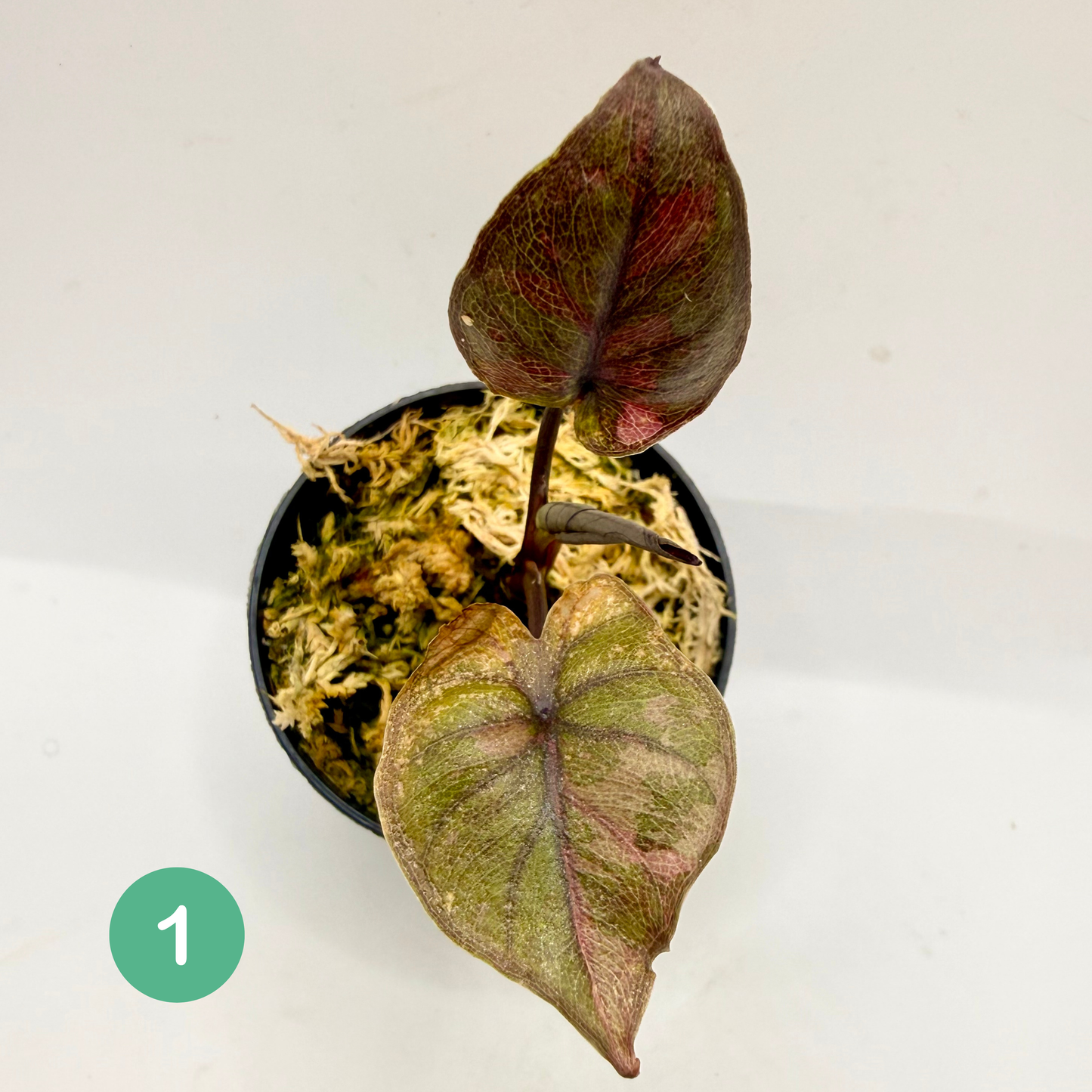 Alocasia Serendipity Variegata