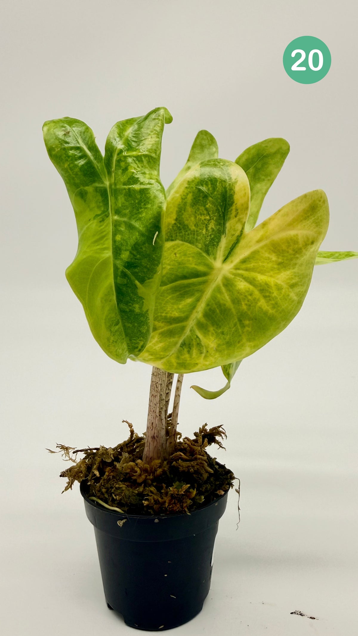 Alocasia Longiloba Aurea Variegata