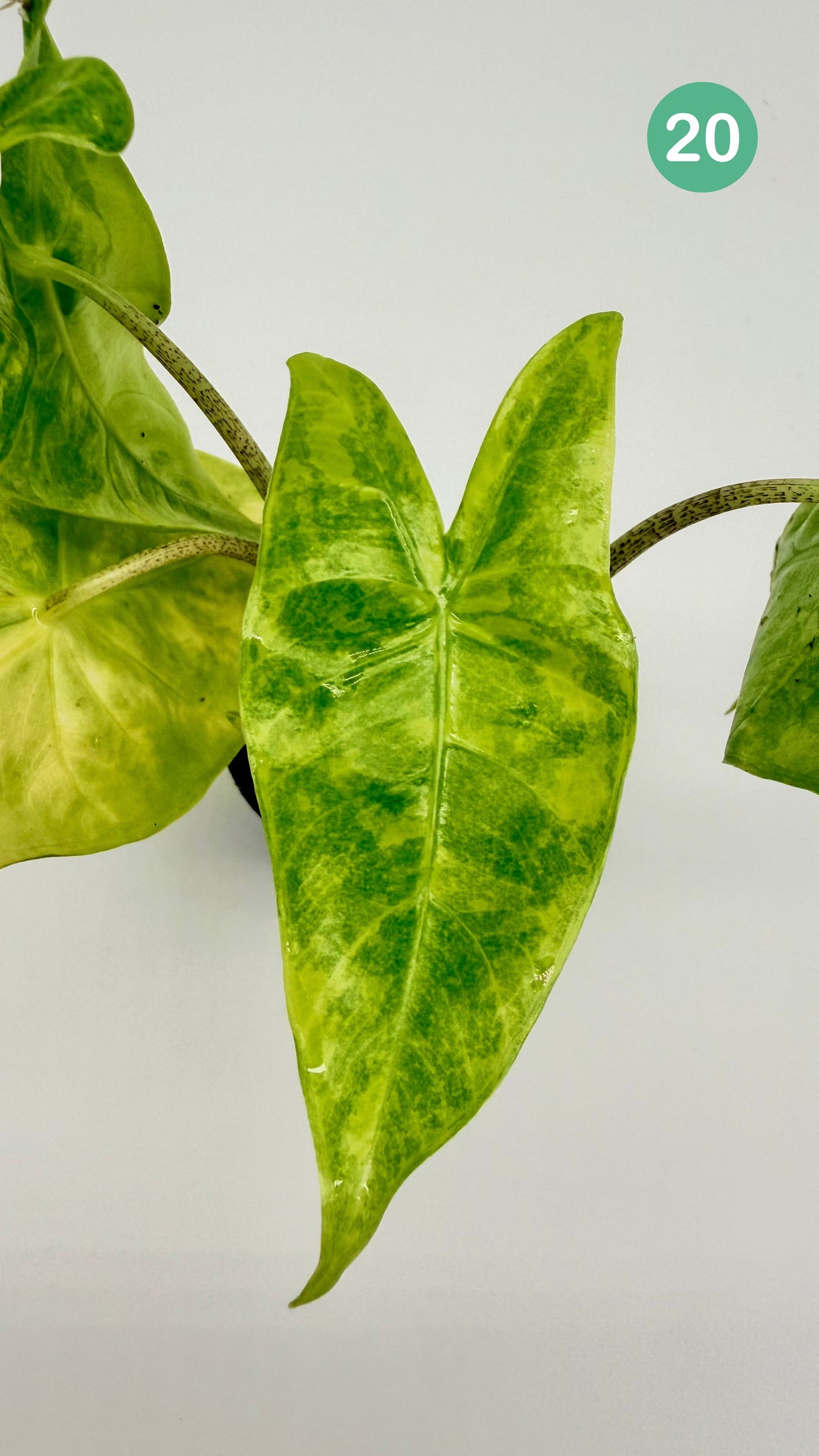 Alocasia Longiloba Aurea Variegata