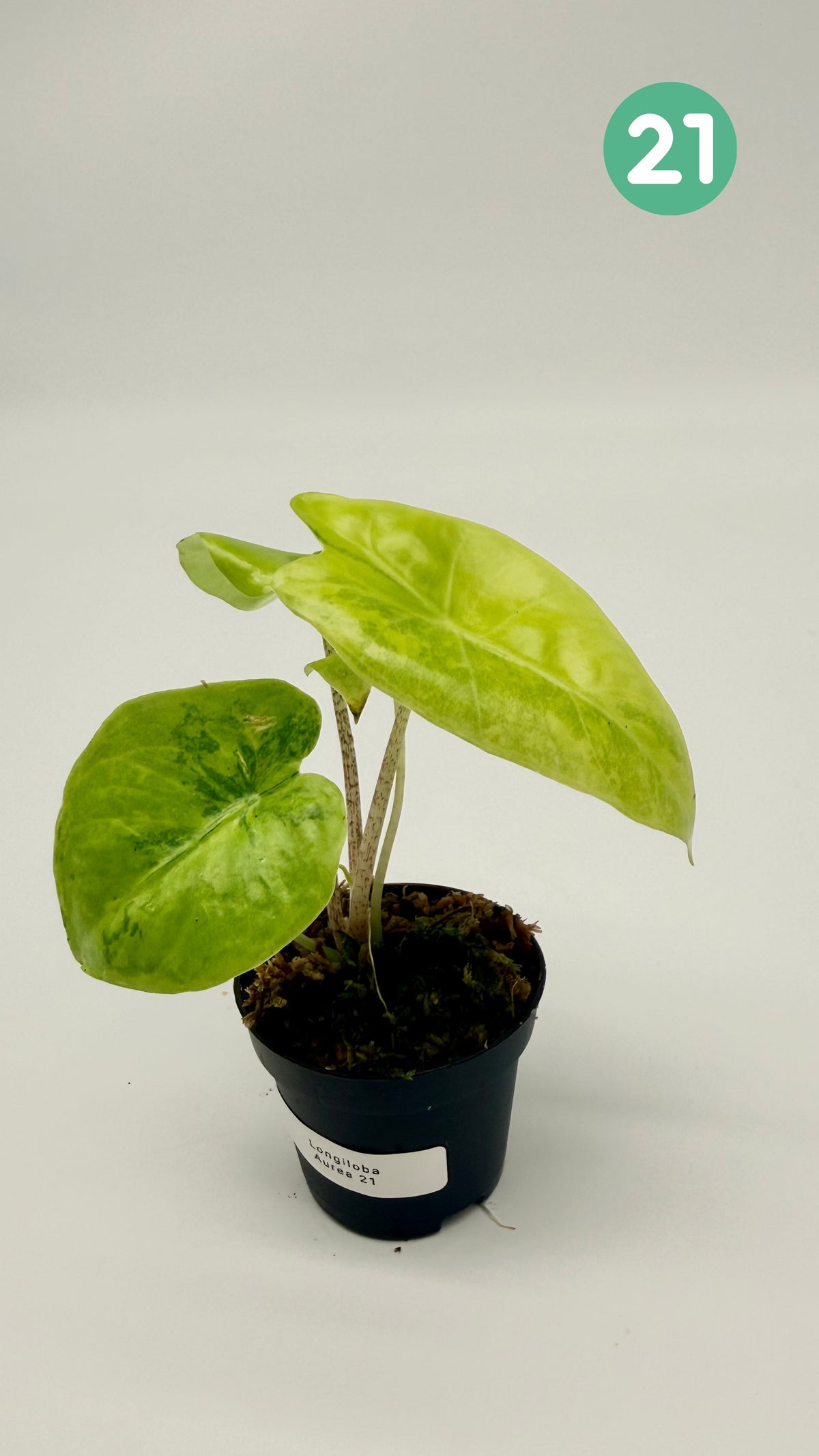 Alocasia Longiloba Aurea Variegata