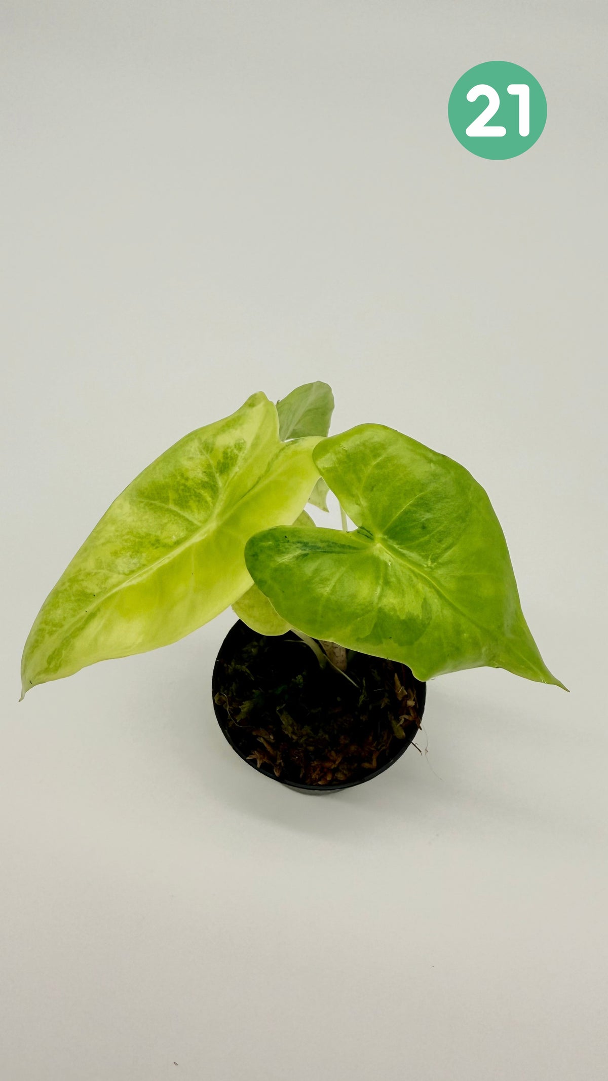 Alocasia Longiloba Aurea Variegata