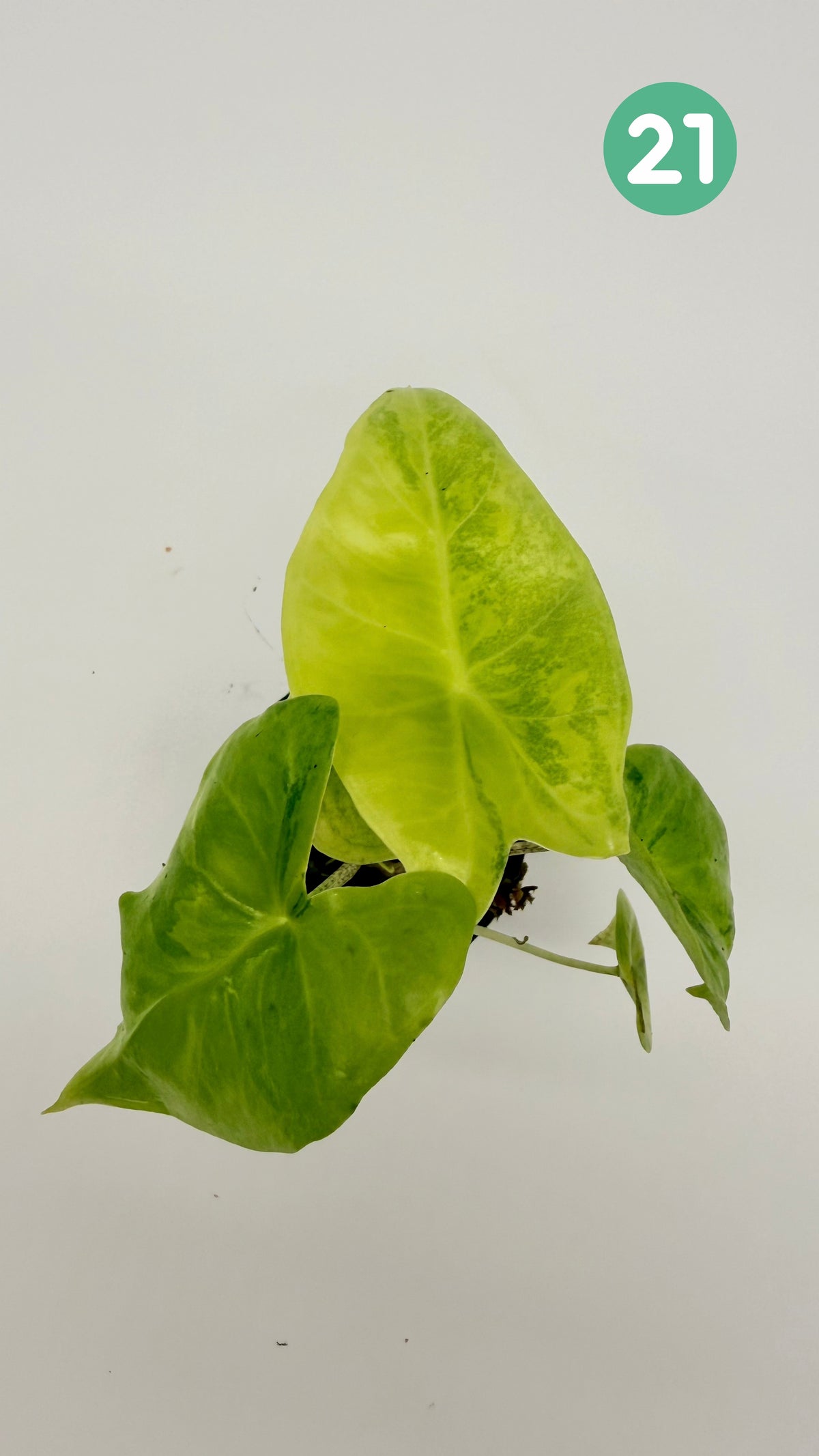 Alocasia Longiloba Aurea Variegata