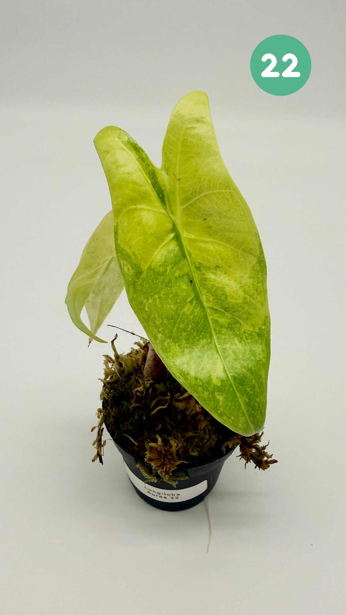 Alocasia Longiloba Aurea Variegata
