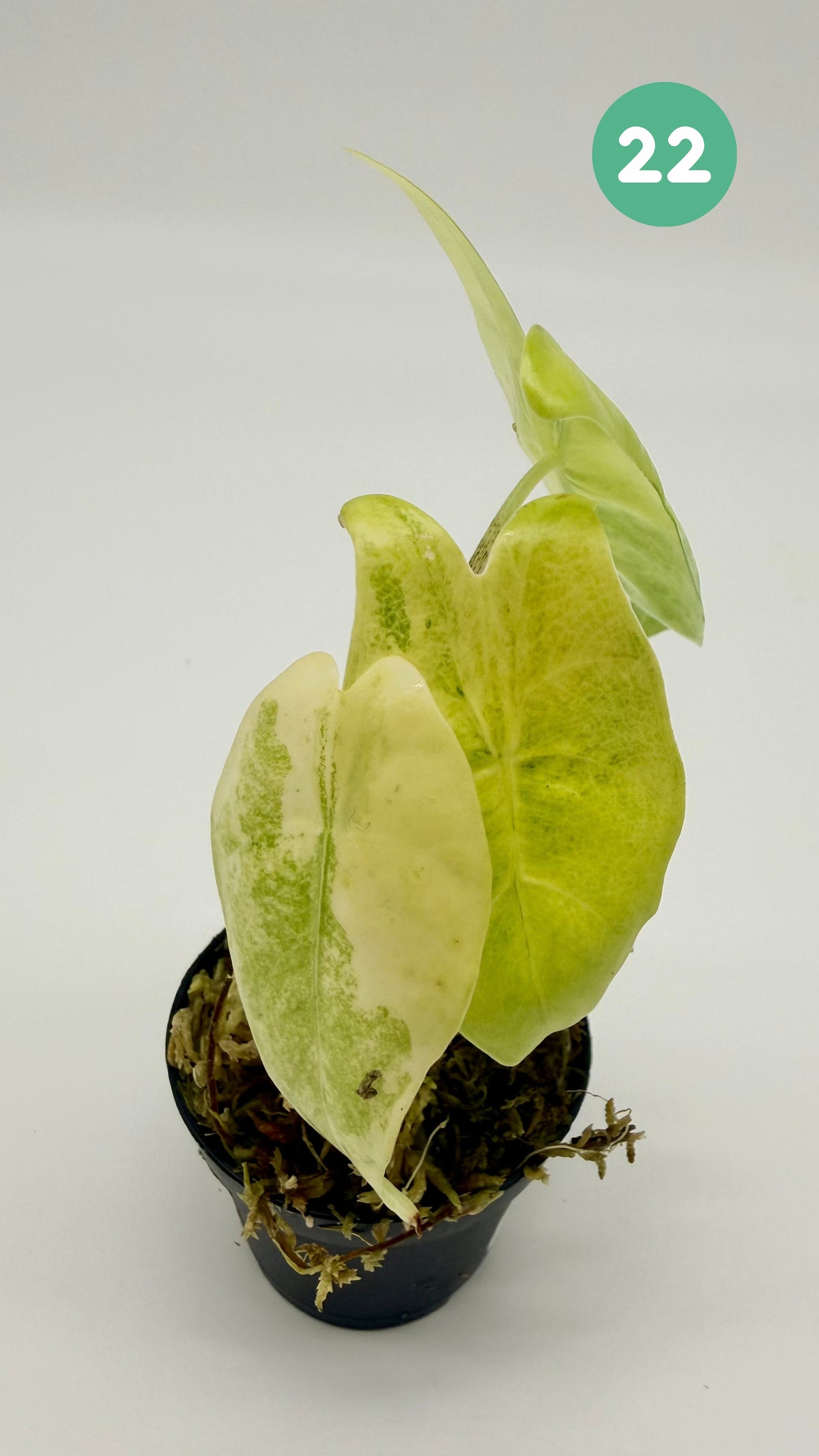 Alocasia Longiloba Aurea Variegata