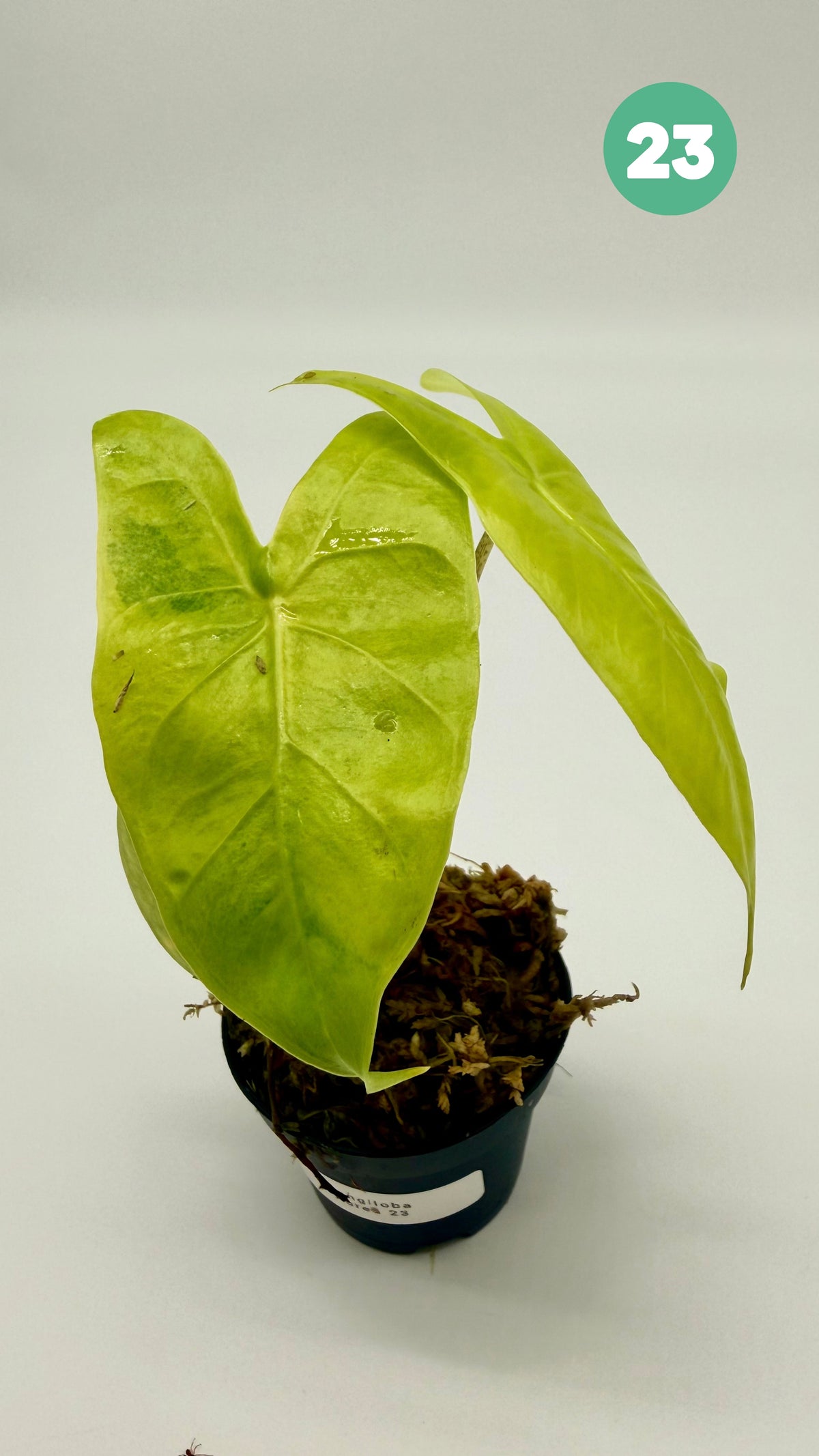 Alocasia Longiloba Aurea Variegata