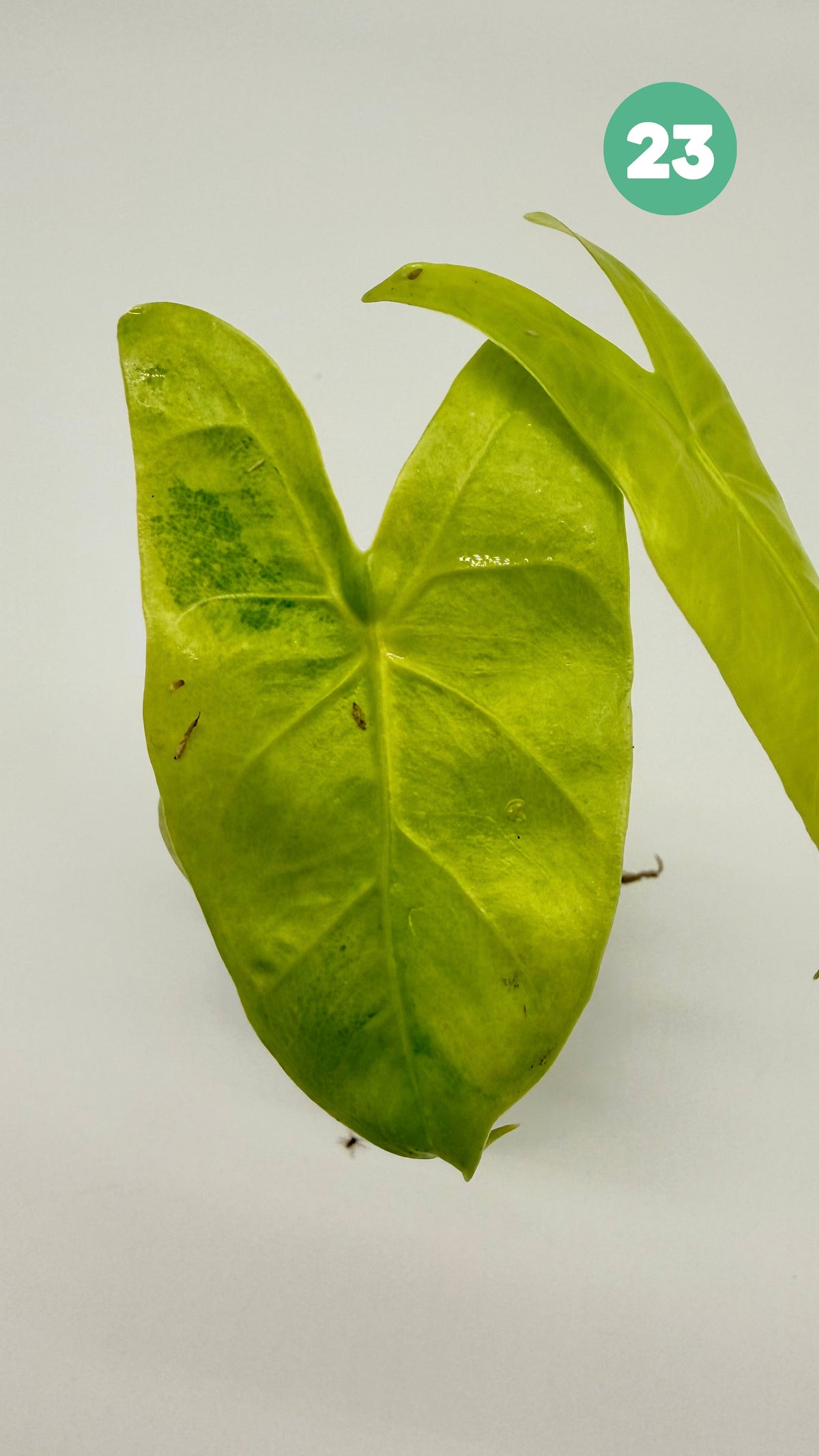 Alocasia Longiloba Aurea Variegata