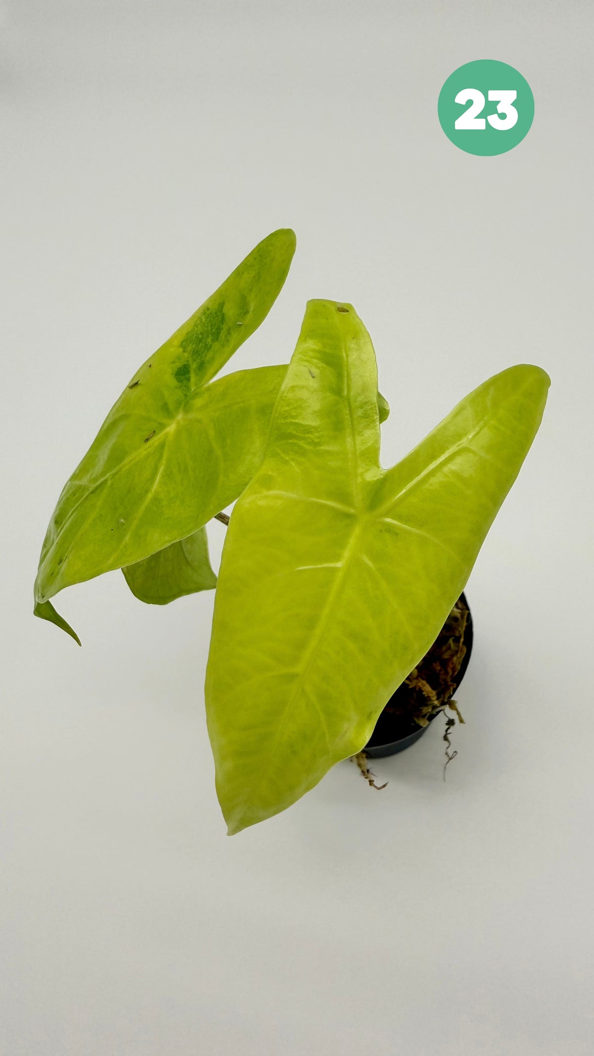 Alocasia Longiloba Aurea Variegata