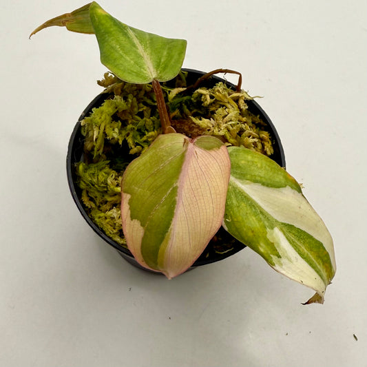 Philodendron Gloriosum Albo Variegated
