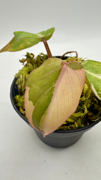 Philodendron Gloriosum Albo Variegated