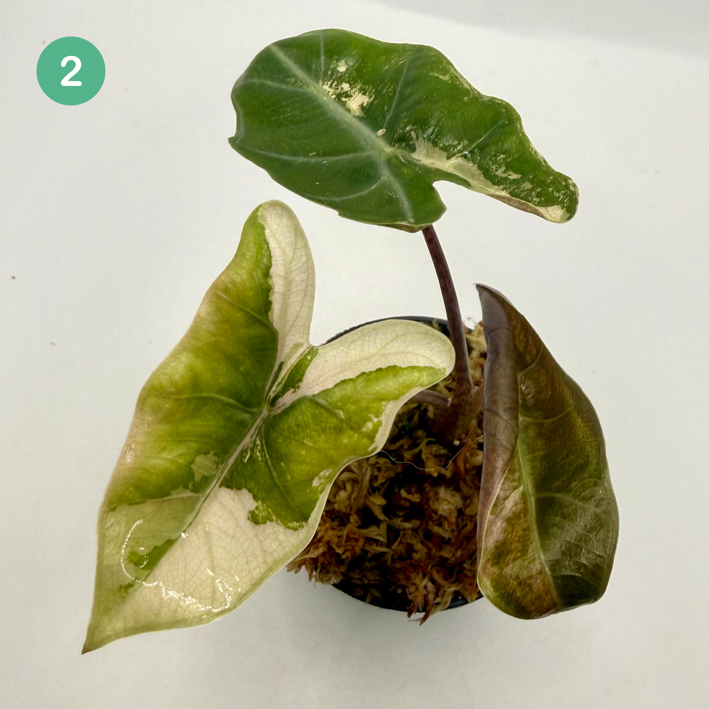 Alocasia Pseudo Sanderiana Albo/Pink Variegata