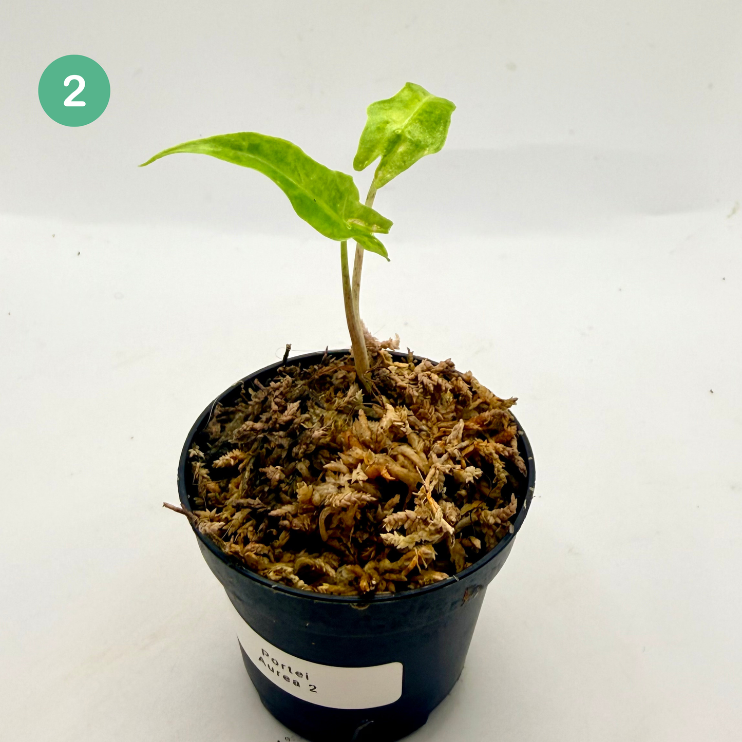 Alocasia Portei Aurea Variegata