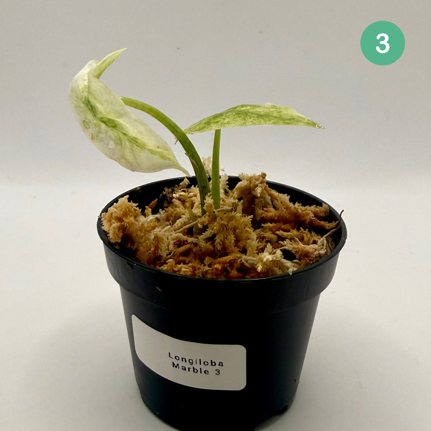 Alocasia Longiloba Marble Variegata