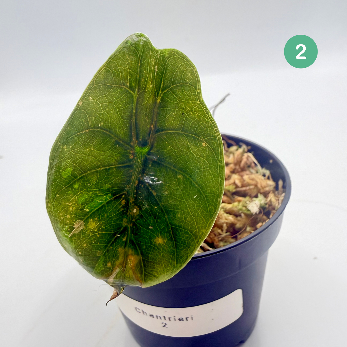 Alocasia Chantrieri Pink Variegata