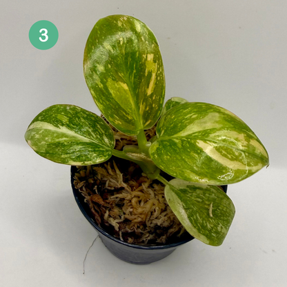 Philodendron Green Congo Variegated