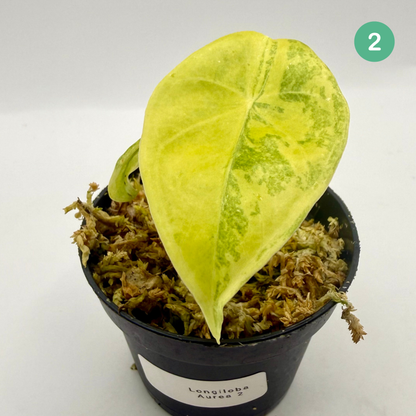 Alocasia Longiloba Aurea Variegata
