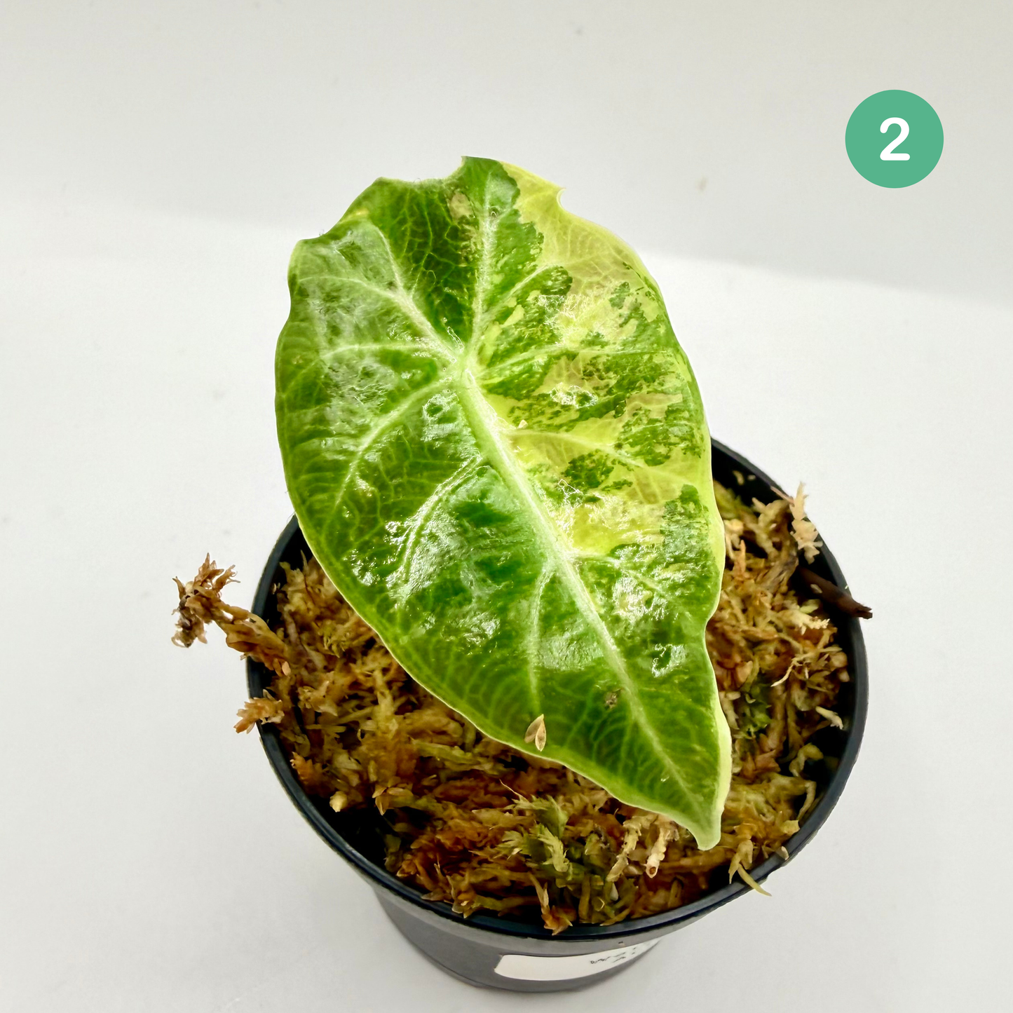 Alocasia Watsoniana Aurea Variegata