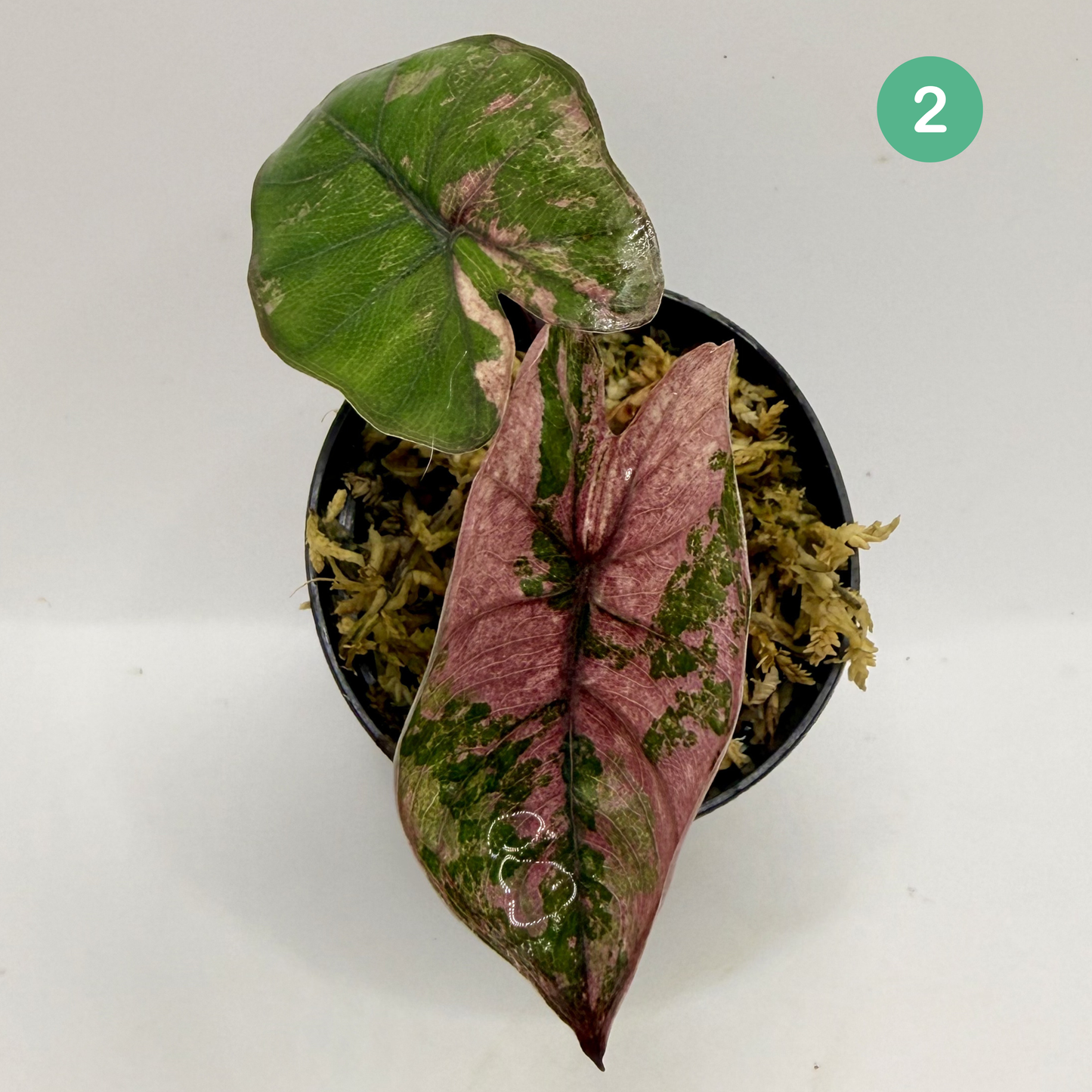 Alocasia Plumbea Nigra Albo/Pink Variegata