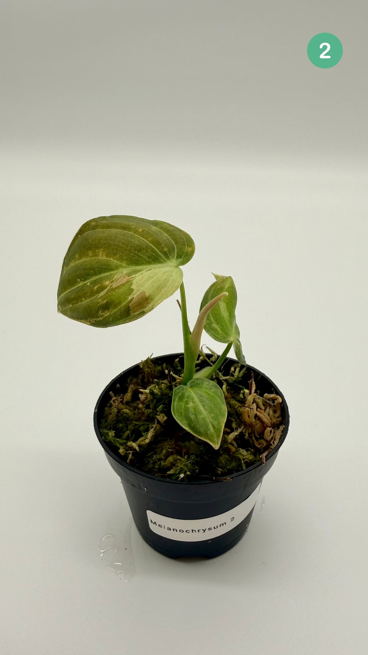 Philodendron Melanochrysum Orange/Pink Variegata