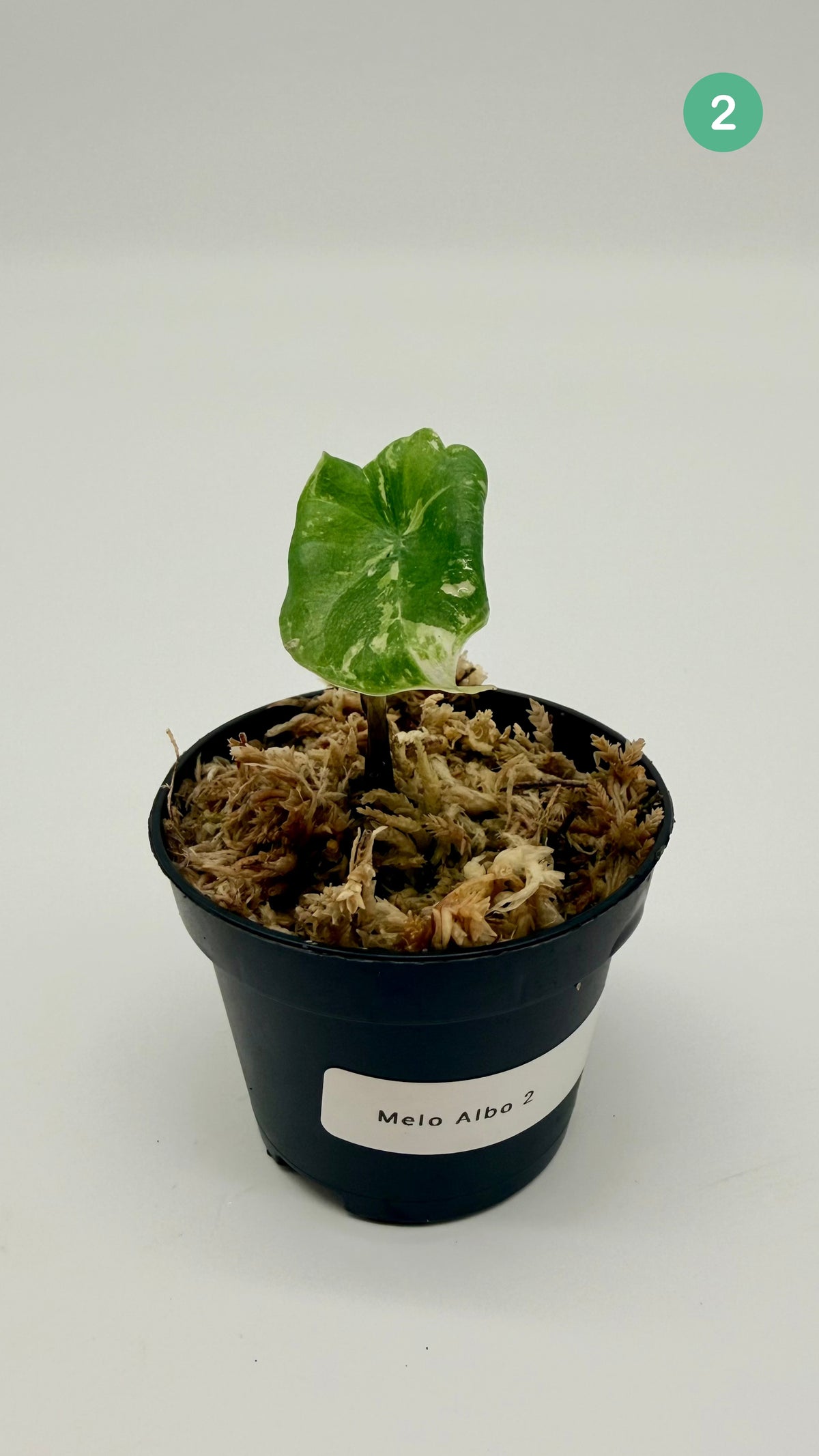 Alocasia Melo Albo Variegata