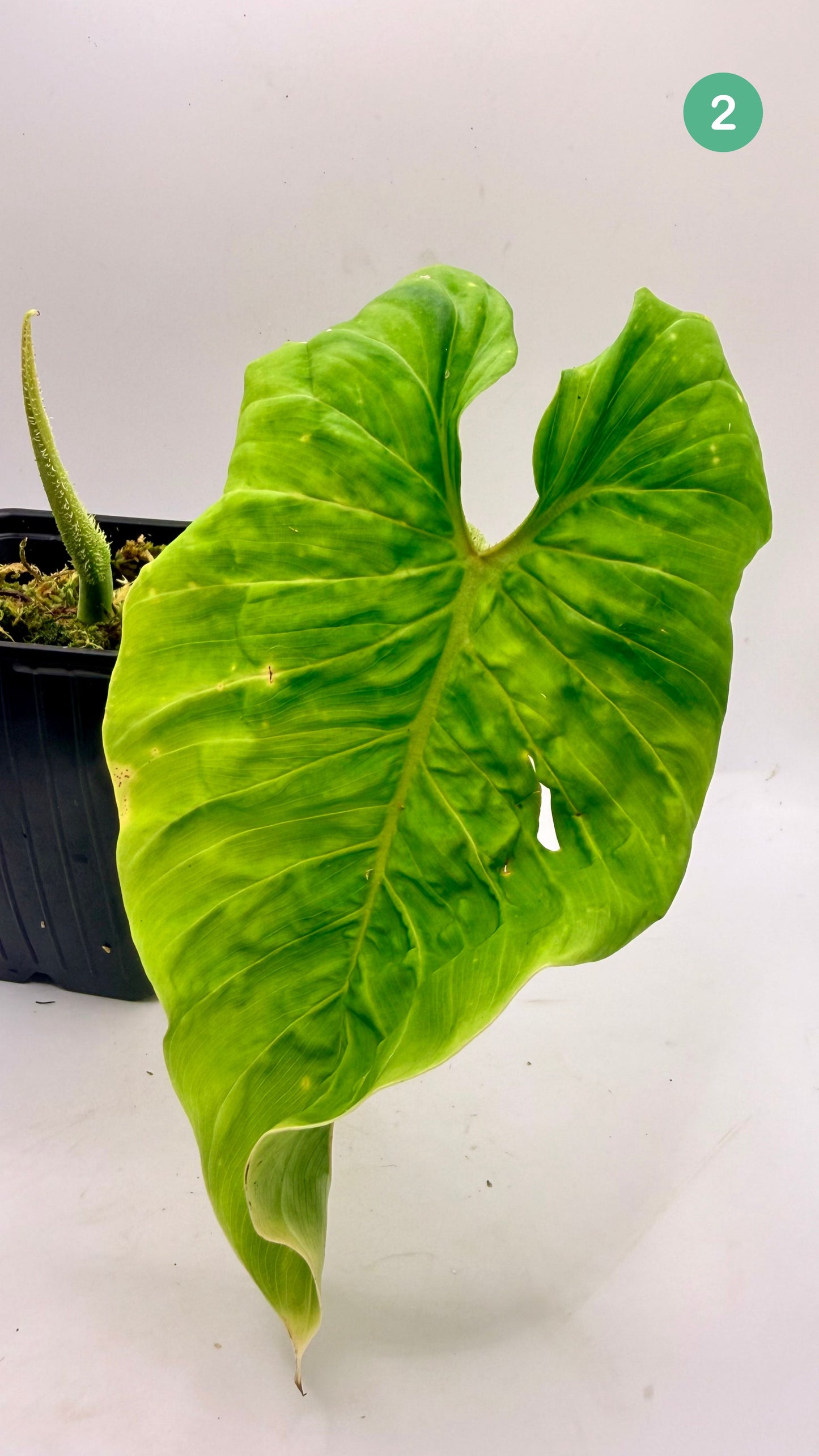 Philodendron Titanium (Serpens x Verrucosum)