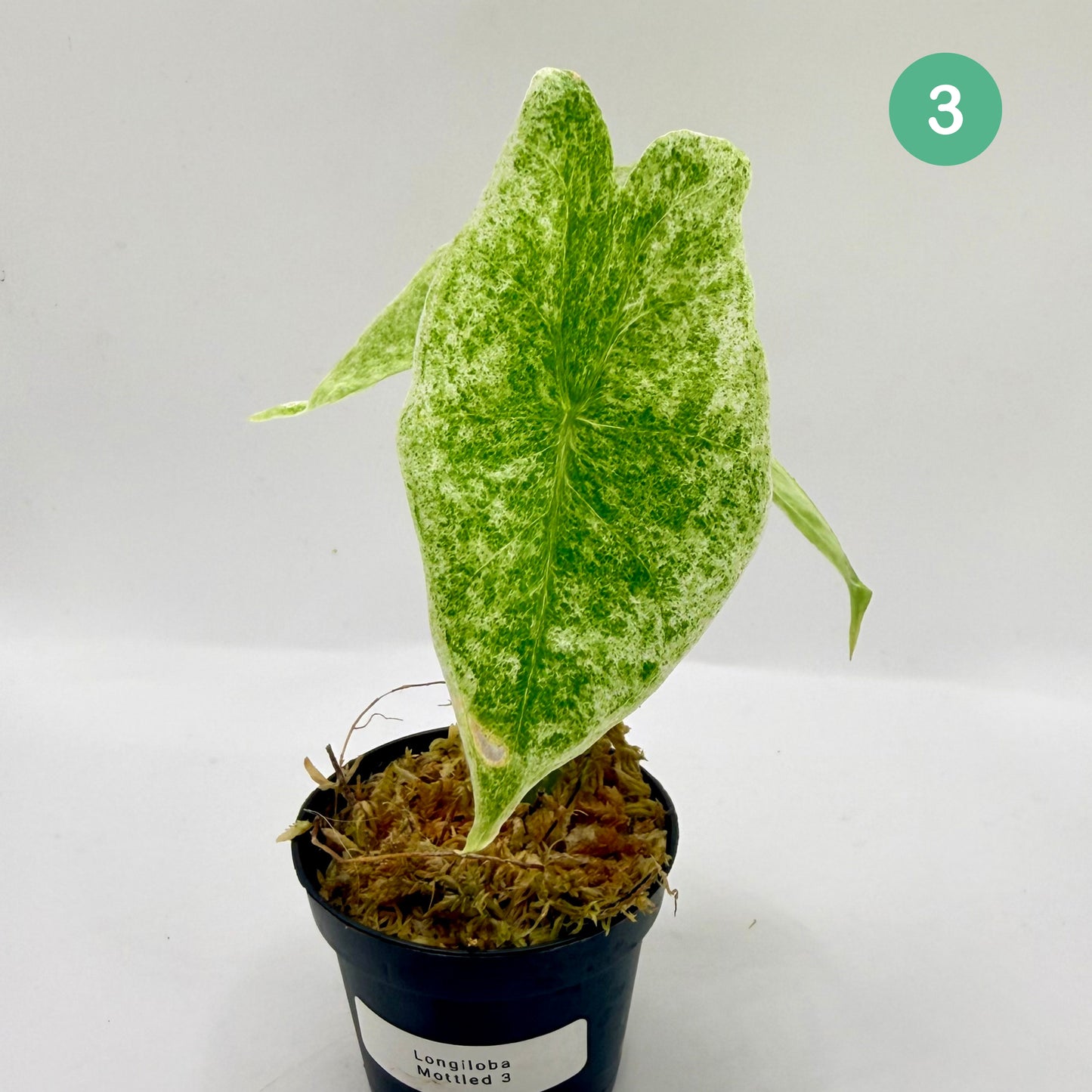 Alocasia Longiloba Mottled Variegata