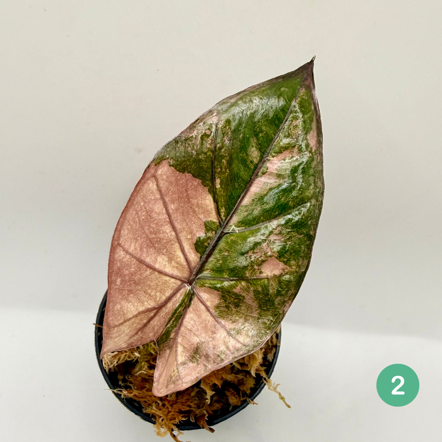 Alocasia Plumbea Nigra Albo/Pink Variegata