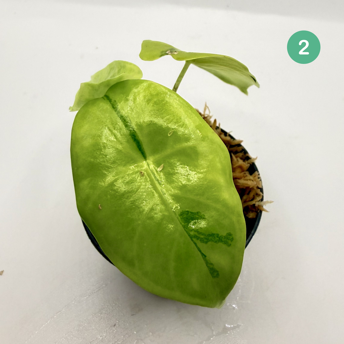 Alocasia Longiloba Aurea Variegata