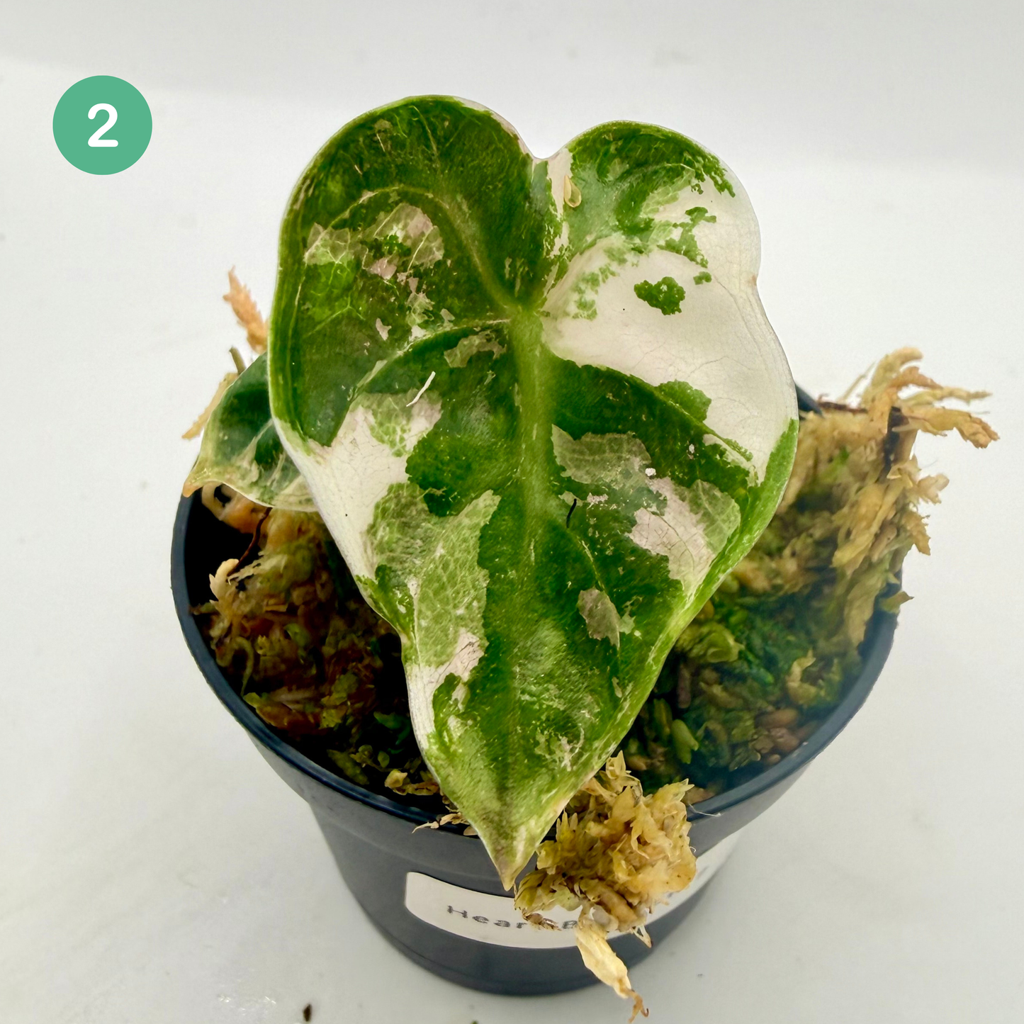 Alocasia Heart Balloon Pink/Albo Variegata