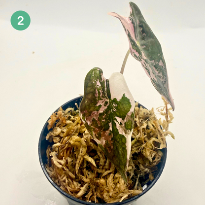 Alocasia Sanderiana Nobilis Pink Variegata