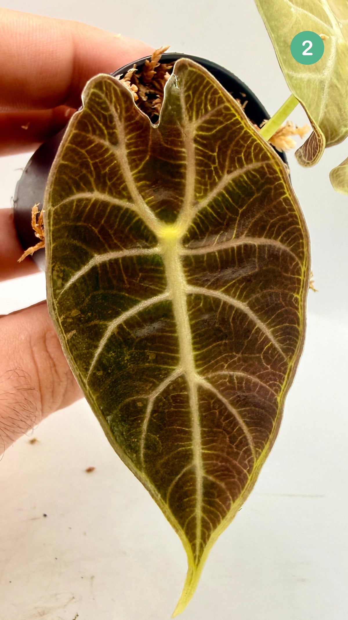 Alocasia Watsoniana Doff - Albo/Pink Variegata
