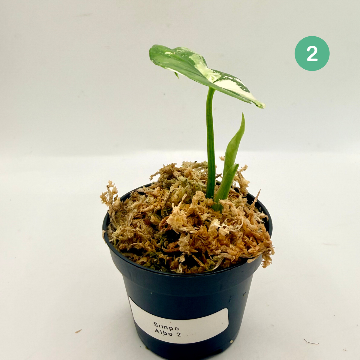 Alocasia Simpo Albo Variegata