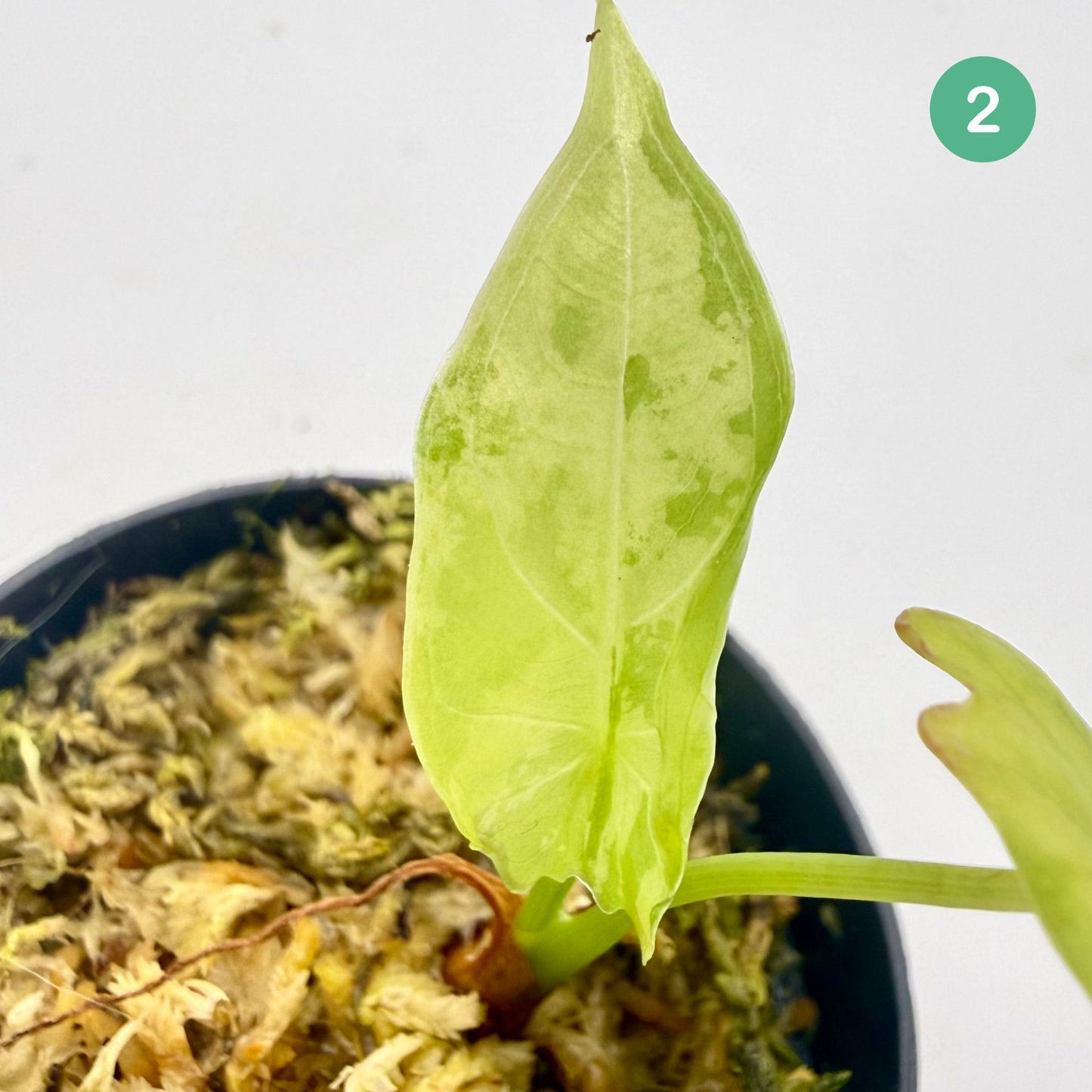 Alocasia Acuminata Albo Variegata