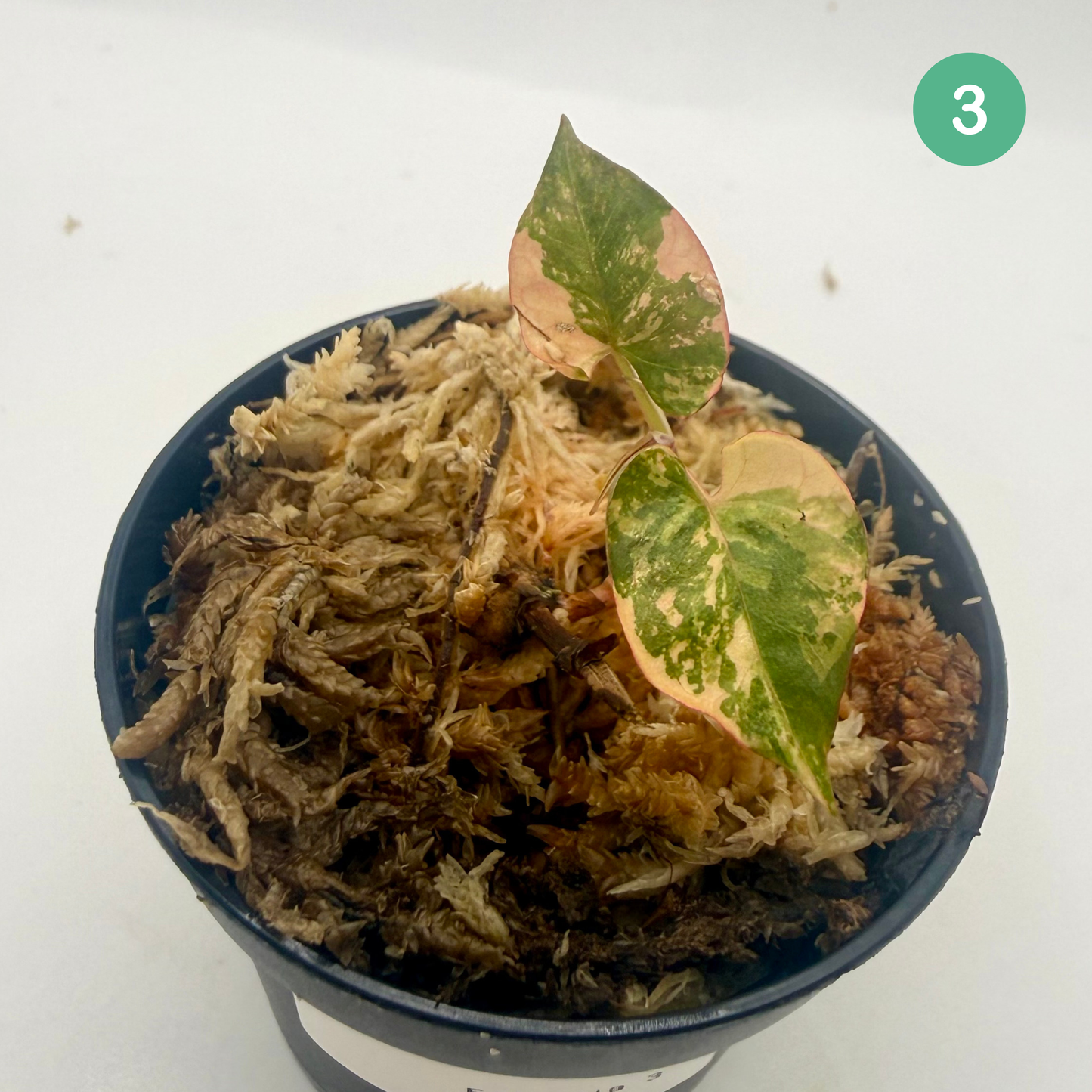 Fallopia Multiflora Variegata