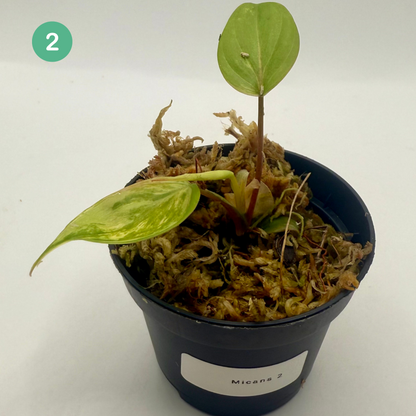 Philodendron Micans Pink/Aurea/Albo Variegated