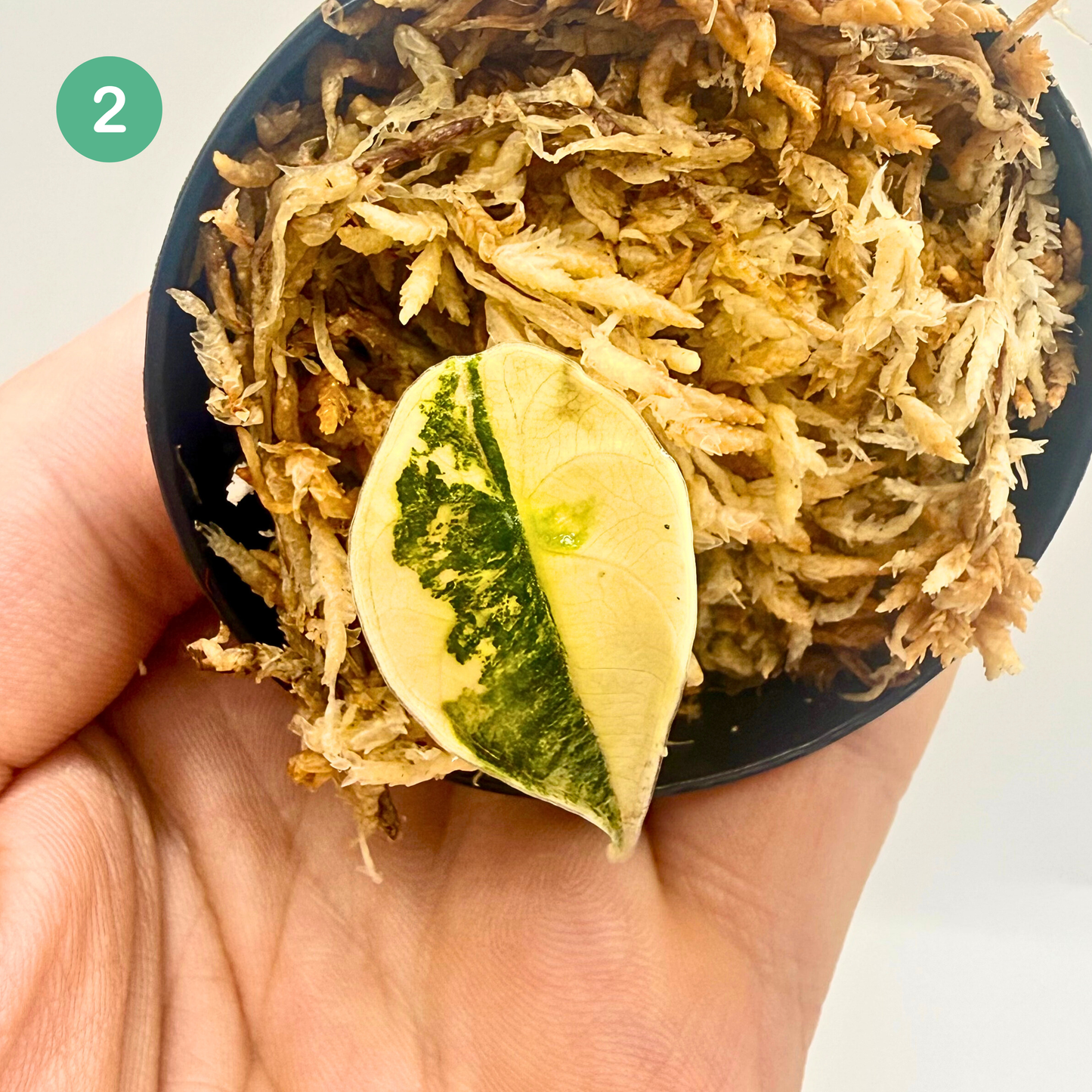 Alocasia Azlanii Aurea Variegata