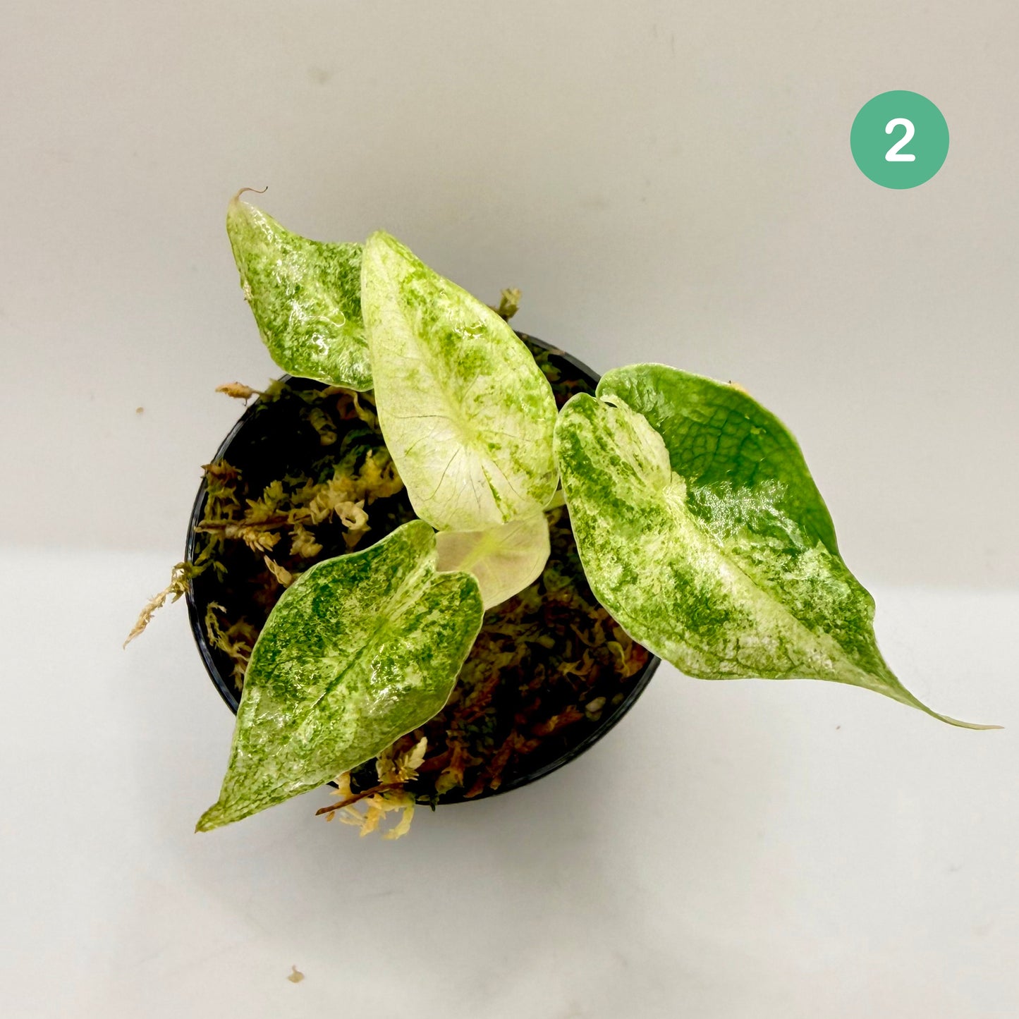 Alocasia Black Satun Stardust Variegata