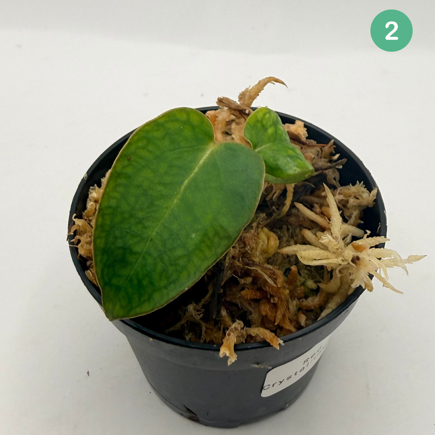 Anthurium Red Crystallinum