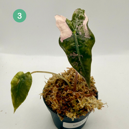 Alocasia Sanderiana Nobilis Pink Variegata