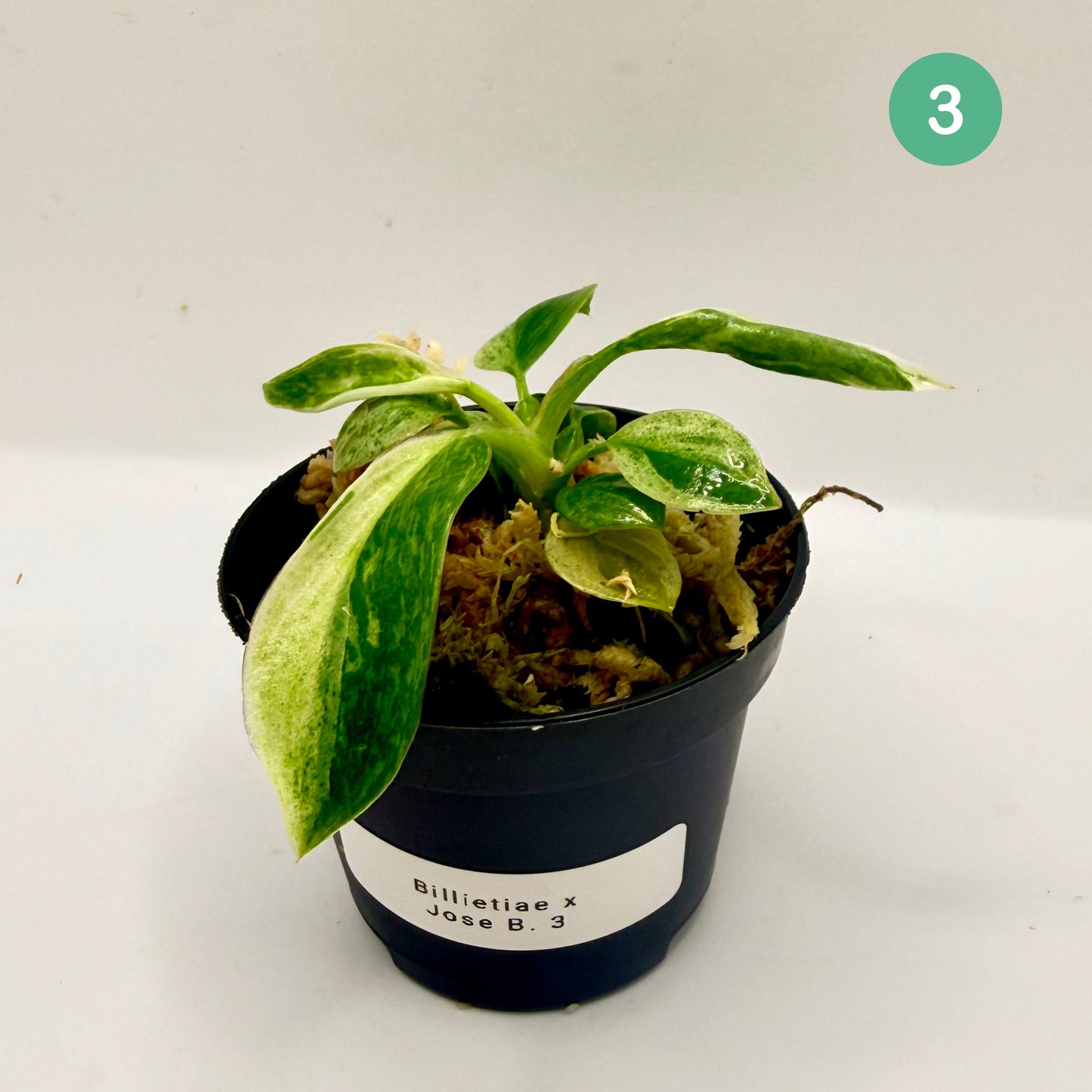 Philodendron Billietiae x José Buono Variegated